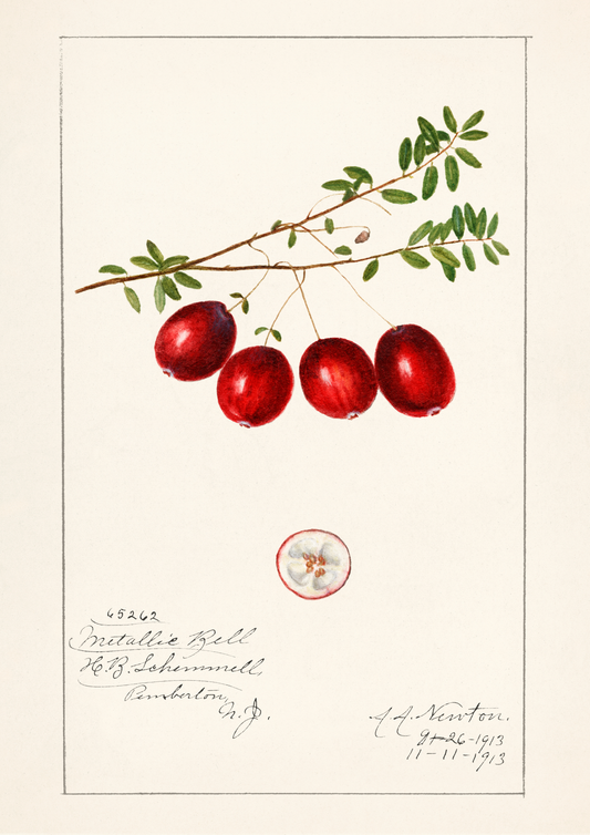 Cranberry Vintage