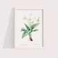 Flor Crinum