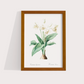 Flor Crinum