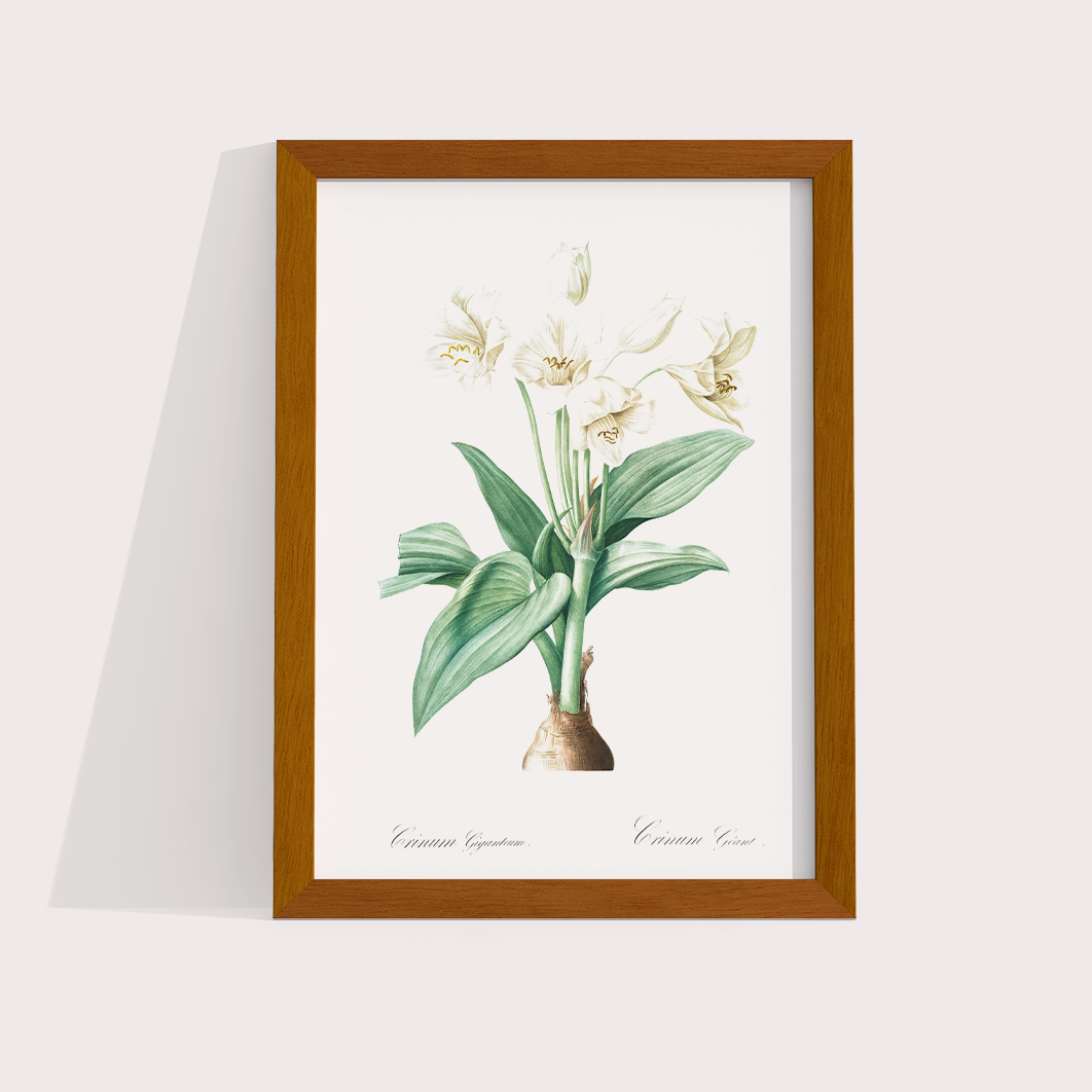 Flor Crinum