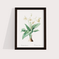 Flor Crinum