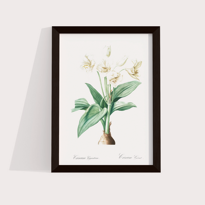 Flor Crinum