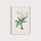 Flor Crinum