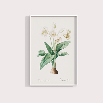 Flor Crinum