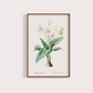 Flor Crinum