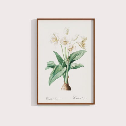 Flor Crinum