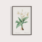 Flor Crinum