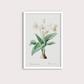 Flor Crinum