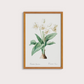 Flor Crinum