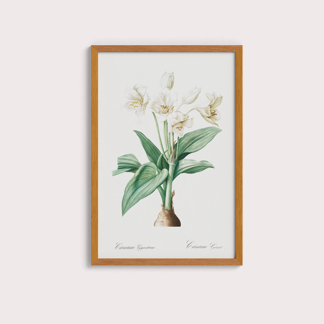 Flor Crinum