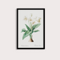 Flor Crinum