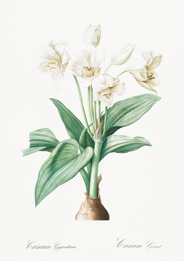 Quadro Floral Vintage - Crinum