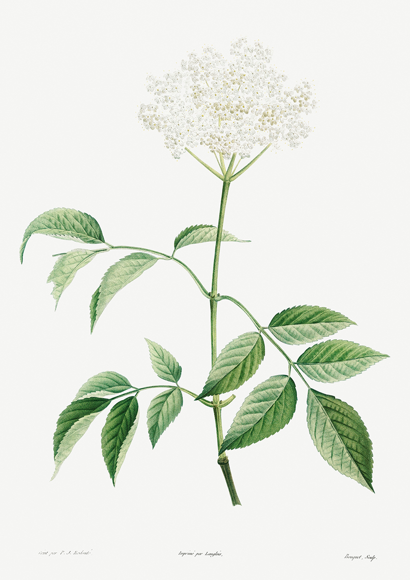 Quadro Floral Vintage - Elderflower