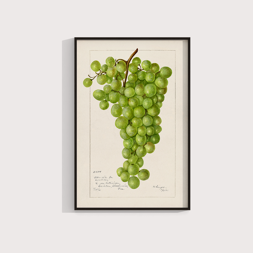 Uva vintage - LARTESTUDIO