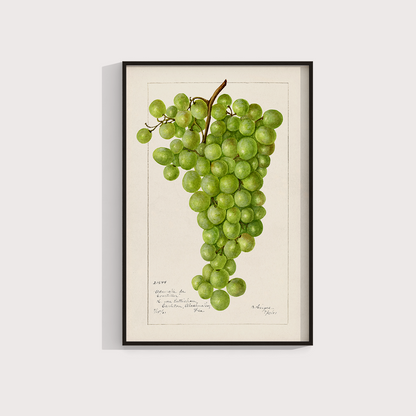 Uva vintage - LARTESTUDIO