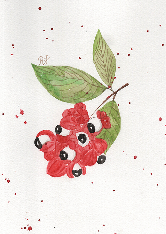 Quadro Fruta Guaraná por Aquarelando