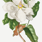 Quadro Magnolia