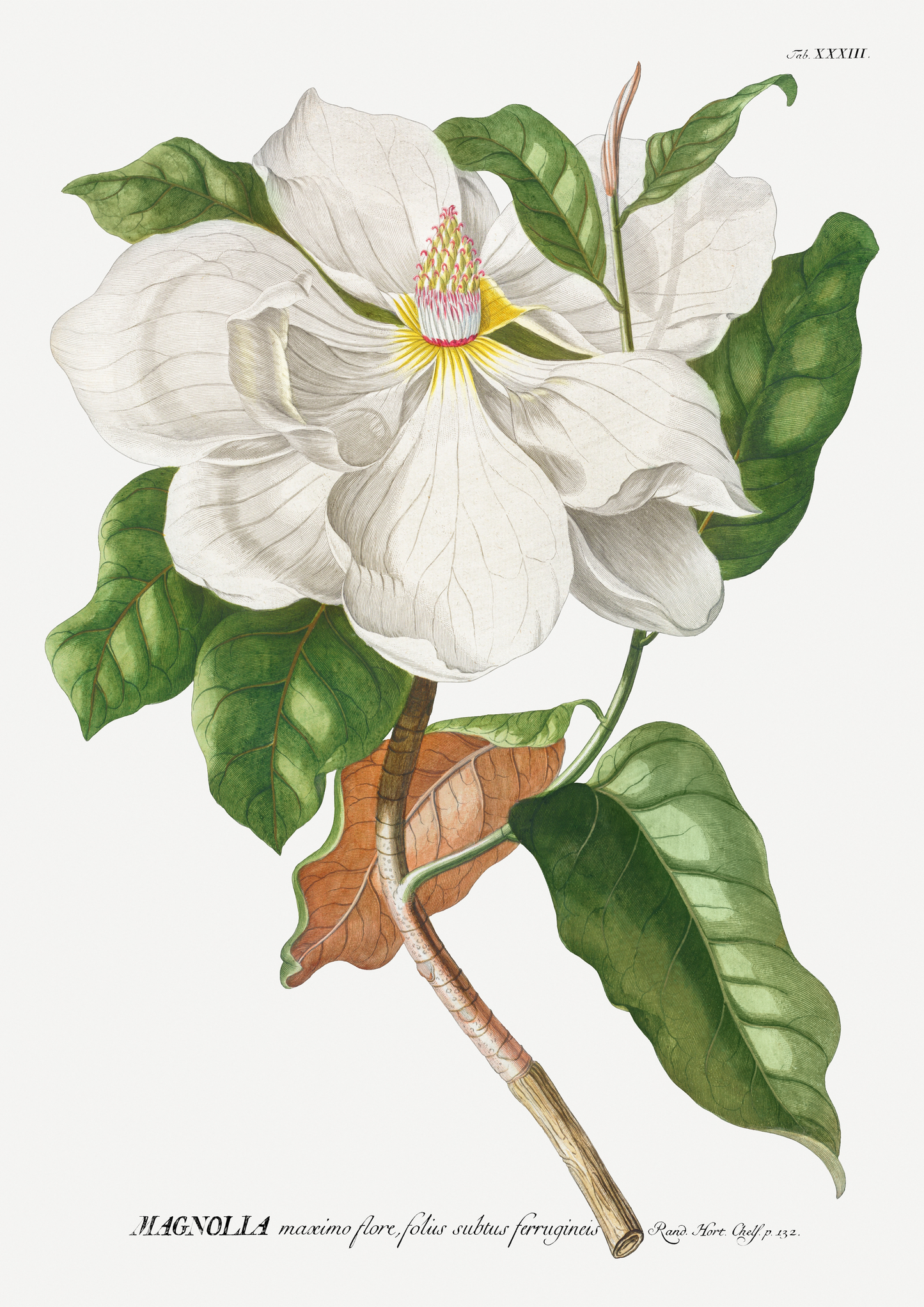 Quadro Magnolia