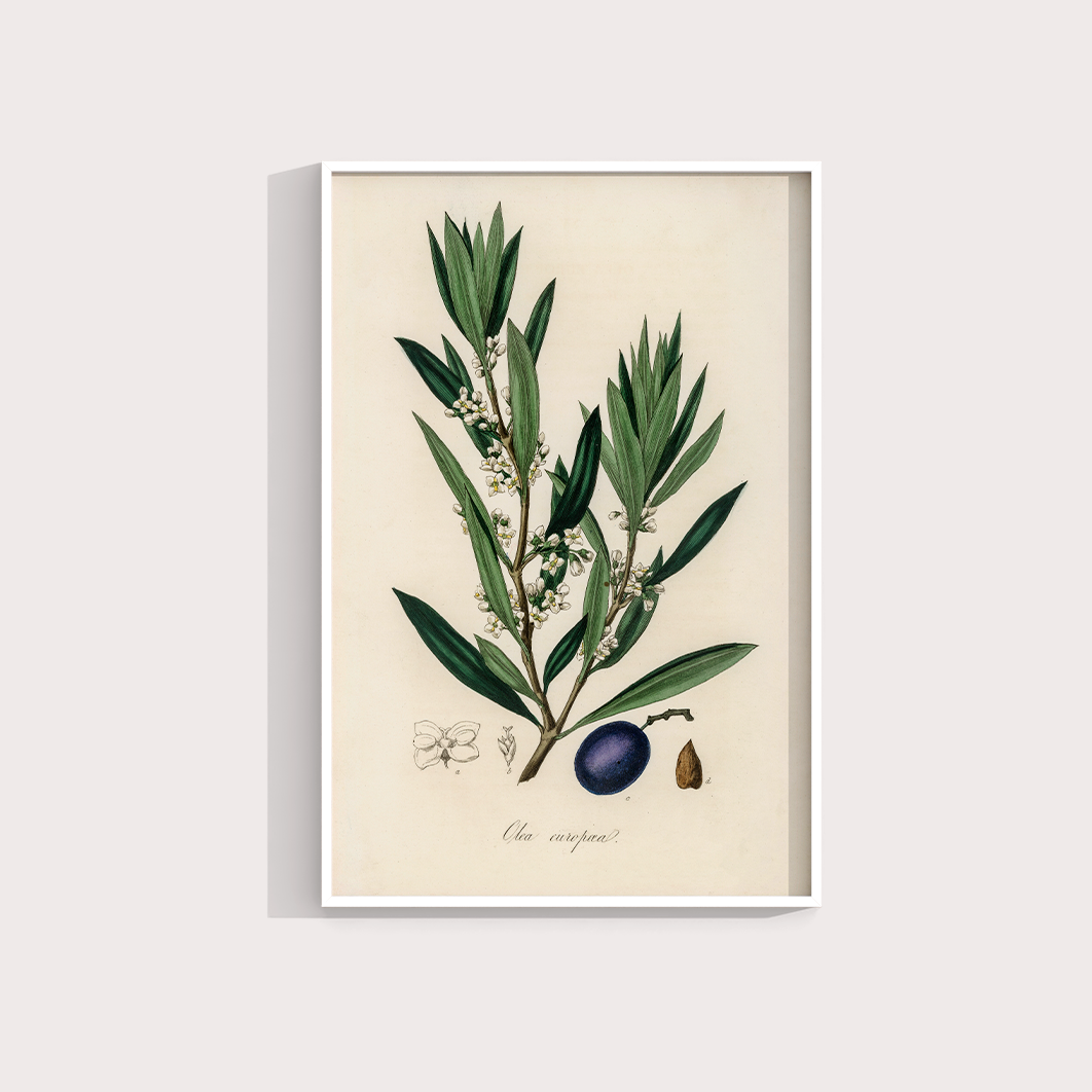 Olive Vintage
