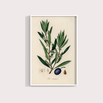 Olive Vintage