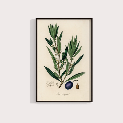 Olive Vintage
