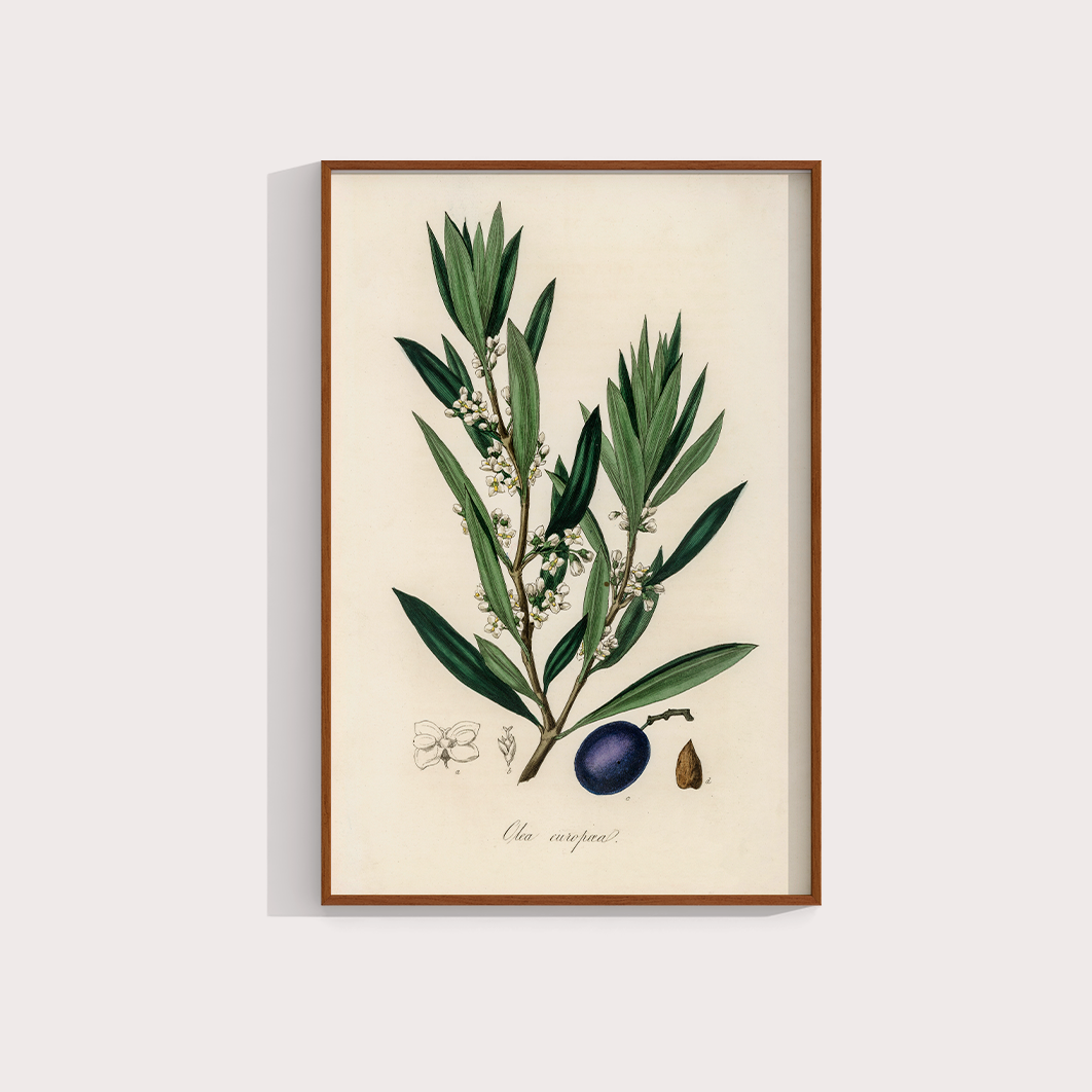Olive Vintage