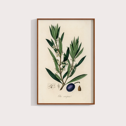 Olive Vintage