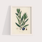 Olive Vintage