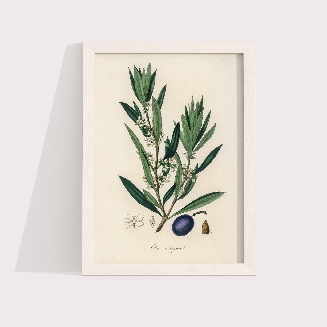 Olive Vintage
