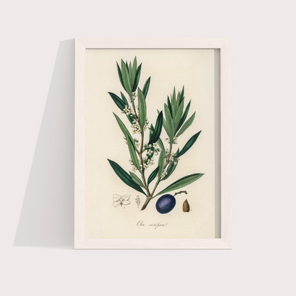 Olive Vintage