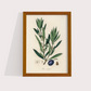 Olive Vintage