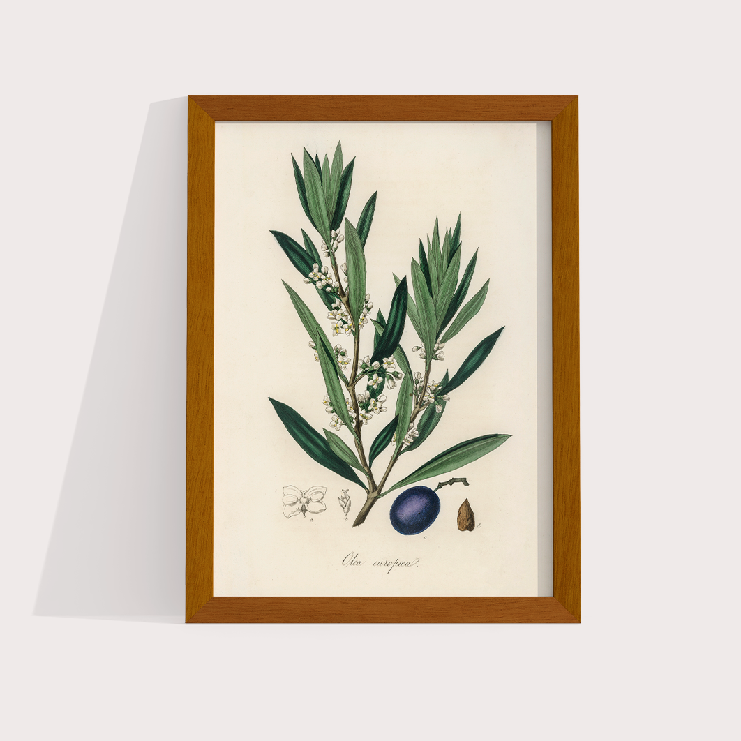 Olive Vintage