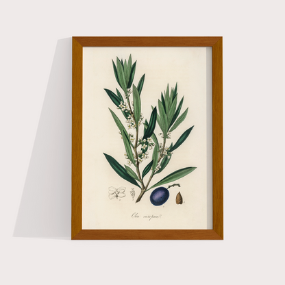 Olive Vintage