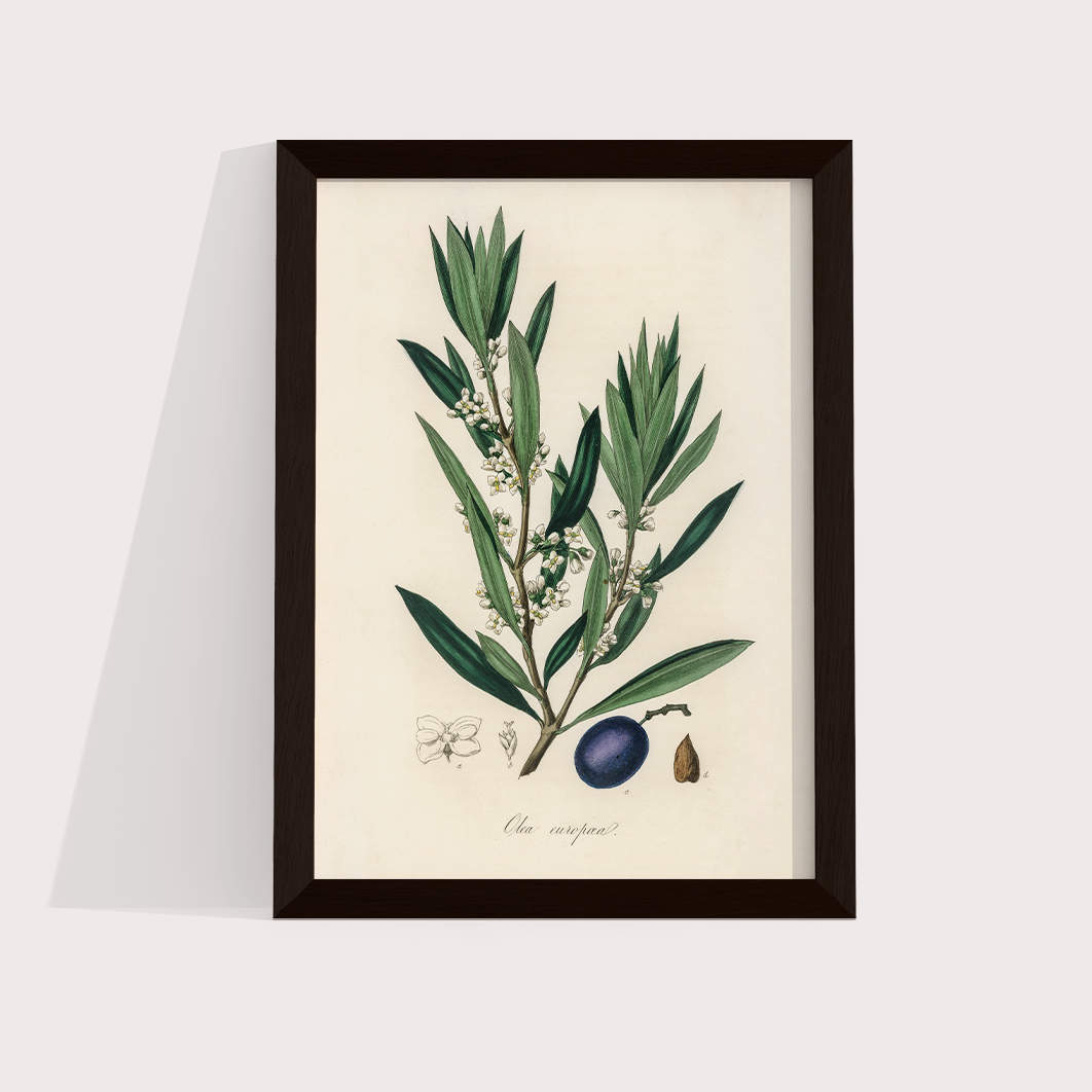 Olive Vintage