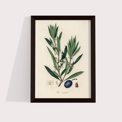 Olive Vintage