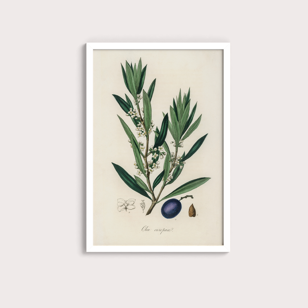 Olive Vintage
