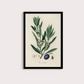Olive Vintage