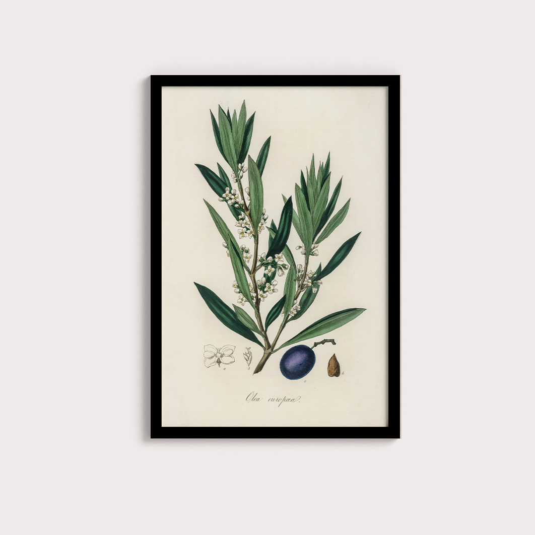Olive Vintage