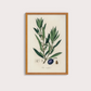 Olive Vintage