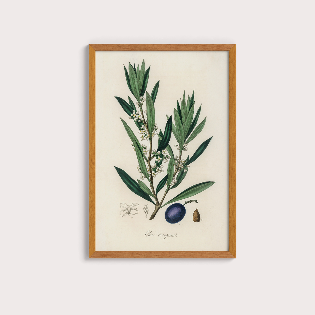 Olive Vintage