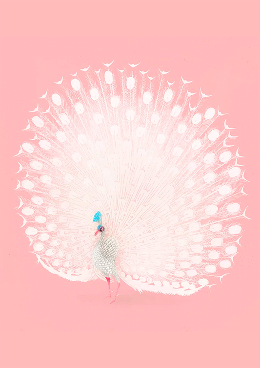 Pavão