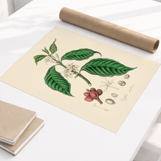 Print Café Arabica A2 Pronta Entrega