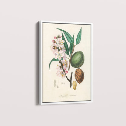 Quadro a amêndoa Vintage