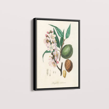Quadro a amêndoa Vintage