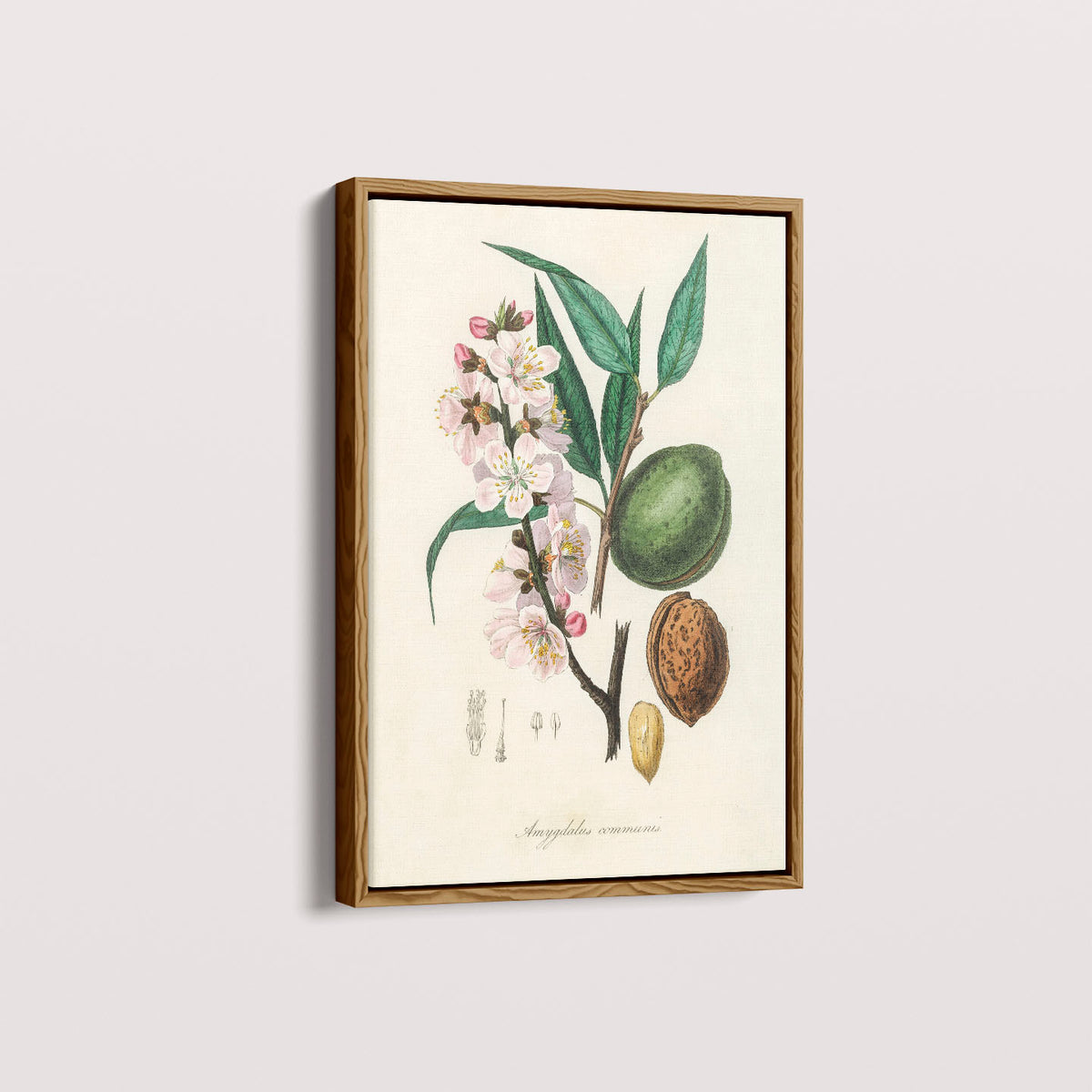 Quadro a amêndoa Vintage