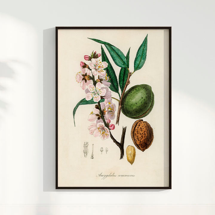 Quadro a amêndoa Vintage