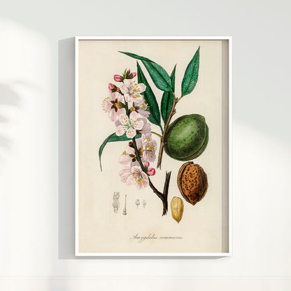 Quadro a amêndoa Vintage