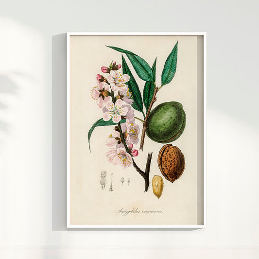 Quadro a amêndoa Vintage