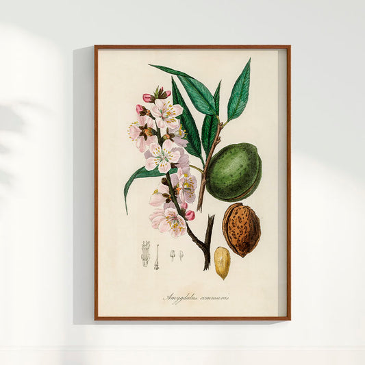 Quadro a amêndoa Vintage