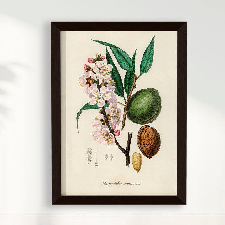 Quadro a amêndoa Vintage